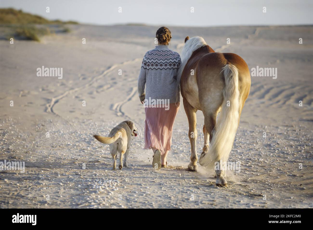 Femme et cheval Haflinger Banque D'Images