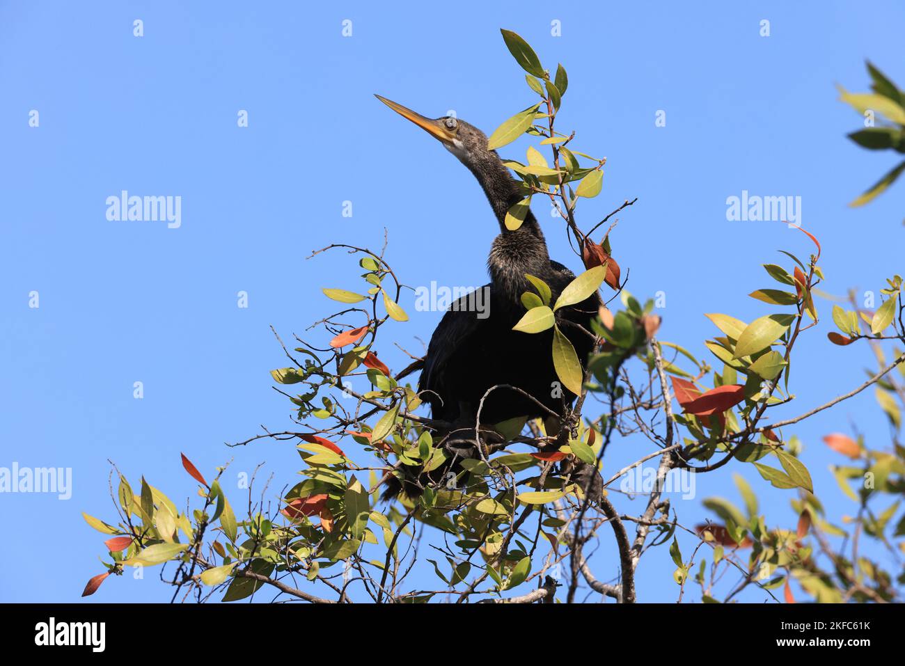 Darter américain - Bailey Tract (île de Sanibel) Floride États-Unis Banque D'Images