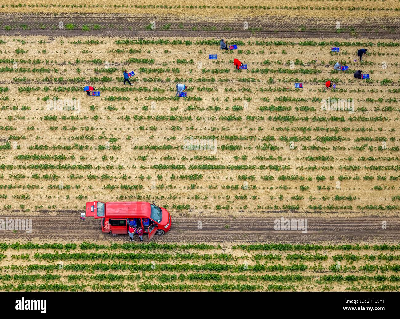 Vue aérienne, cueillette de fraises sur le champ de fraises Kippheide à Barkenberg, Dorsten, région de la Ruhr, Rhénanie-du-Nord-Westphalie, Allemagne, DE, Strawberry pic Banque D'Images