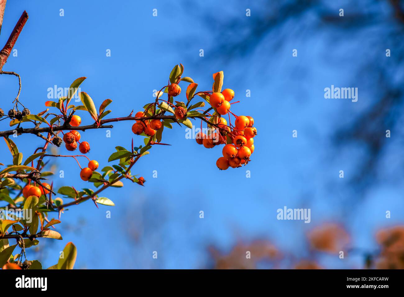 Baies rouges brillantes de Pyracantha coccinea, fruits flamboyants de la cicatrice sur une branche d'un arbre qui pousse dans le parc. Brousse verte floue et ciel bleu à l'arrière Banque D'Images