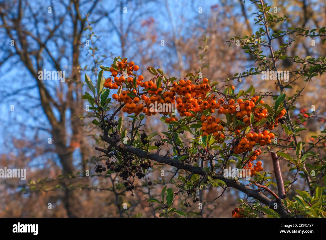 Baies rouges brillantes de Pyracantha coccinea, fruits flamboyants de la cicatrice sur une branche d'un arbre qui pousse dans le parc. Brousse verte floue et ciel bleu à l'arrière Banque D'Images