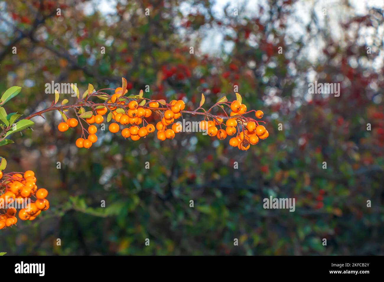 Baies rouges brillantes de Pyracantha coccinea, fruits flamboyants de la cicatrice sur une branche d'un arbre qui pousse dans le parc. Brousse verte floue et ciel bleu à l'arrière Banque D'Images