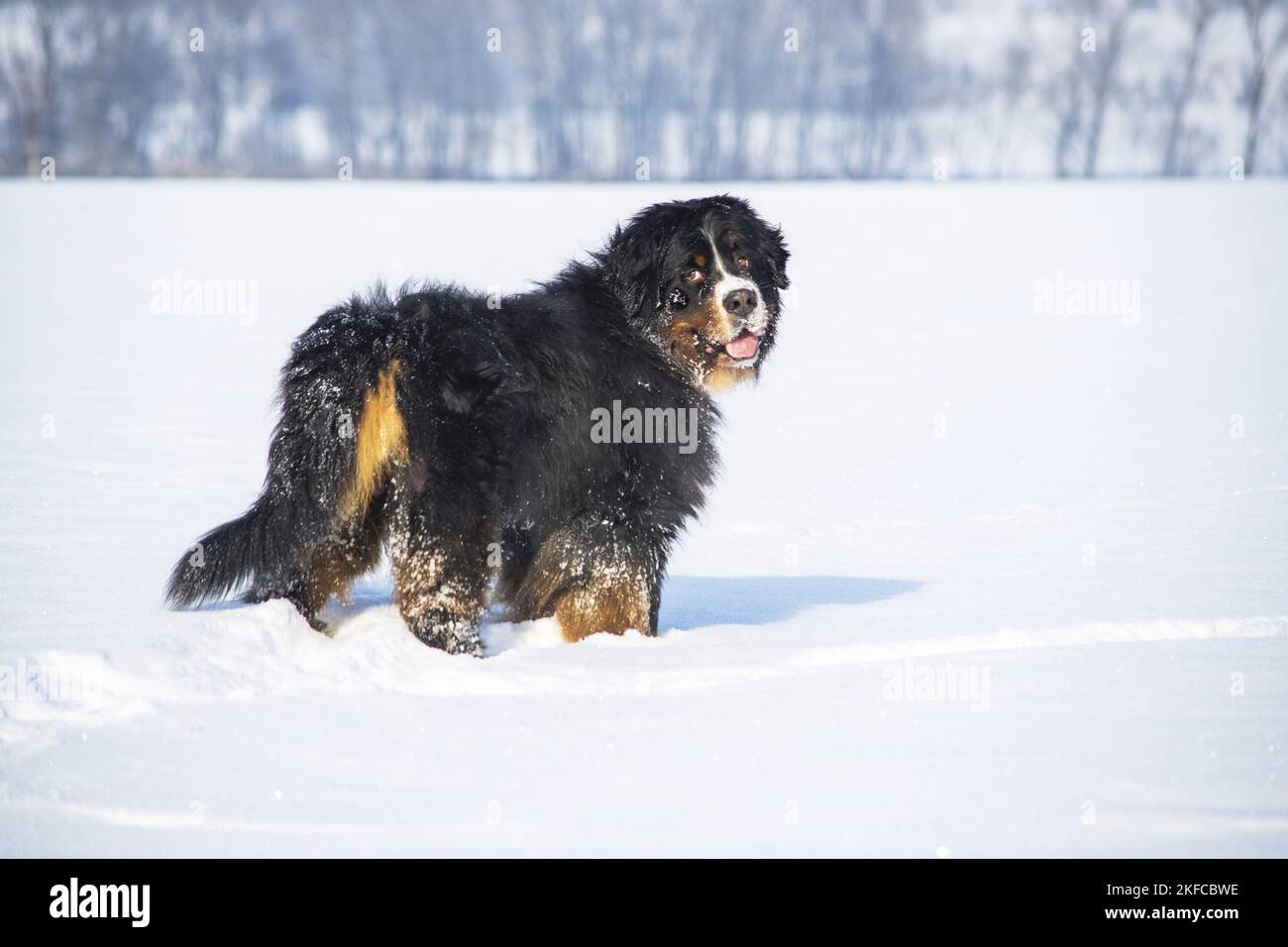 Le chien de montagne bernois se tient dans la neige Banque D'Images