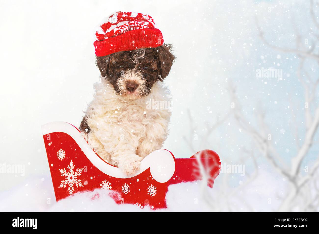 Chiot Lagotto Romagnolo Banque D'Images