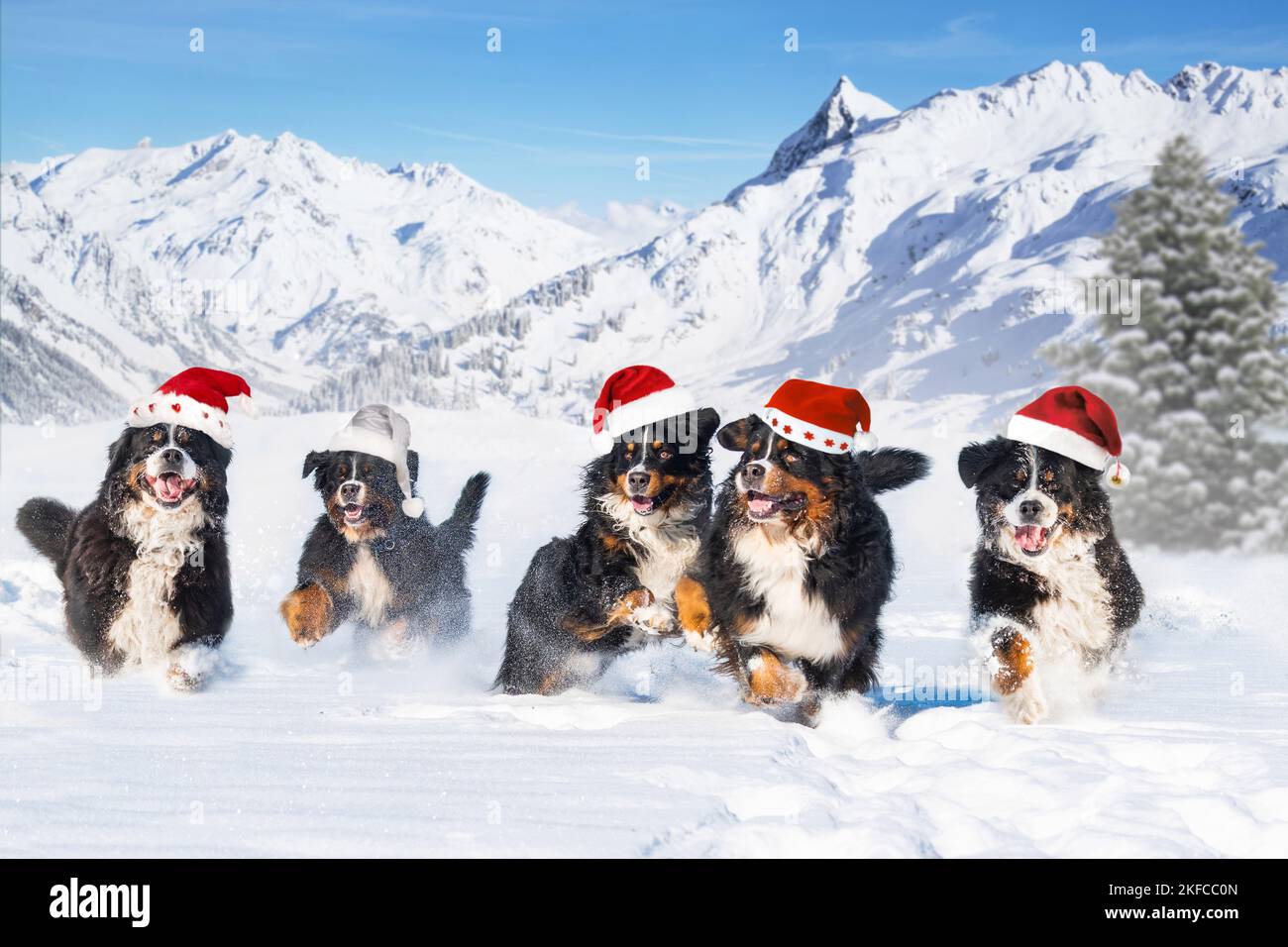 Bouvier Bernois Banque D'Images