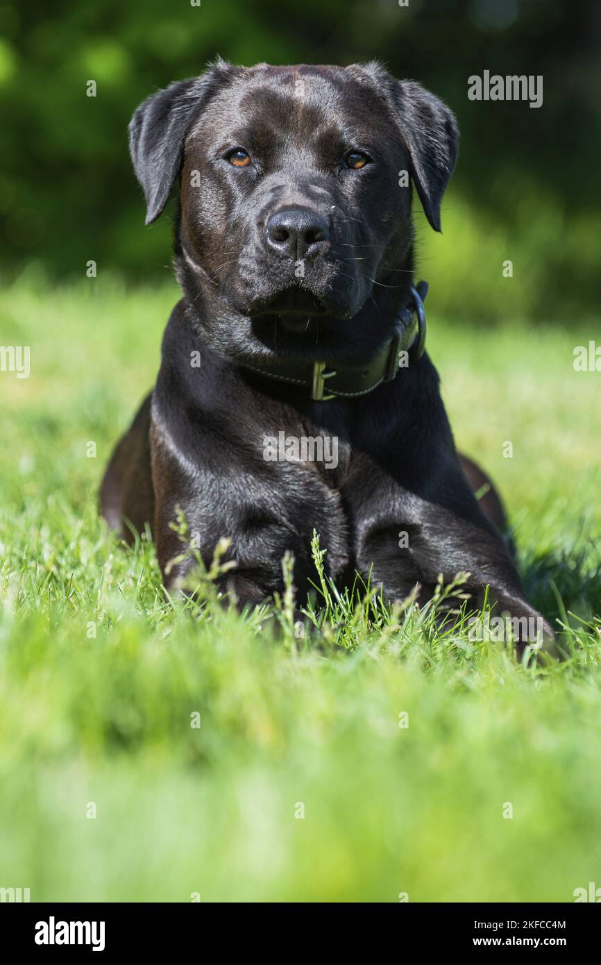 Croix du labrador rottweiler Banque de photographies et d’images à ...
