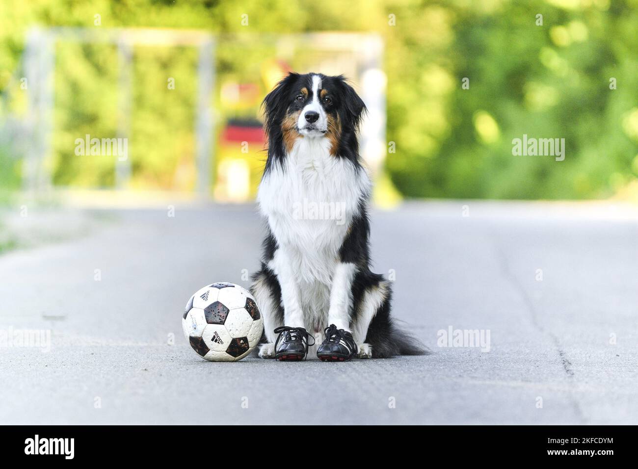 Assis Berger Australien Banque D'Images