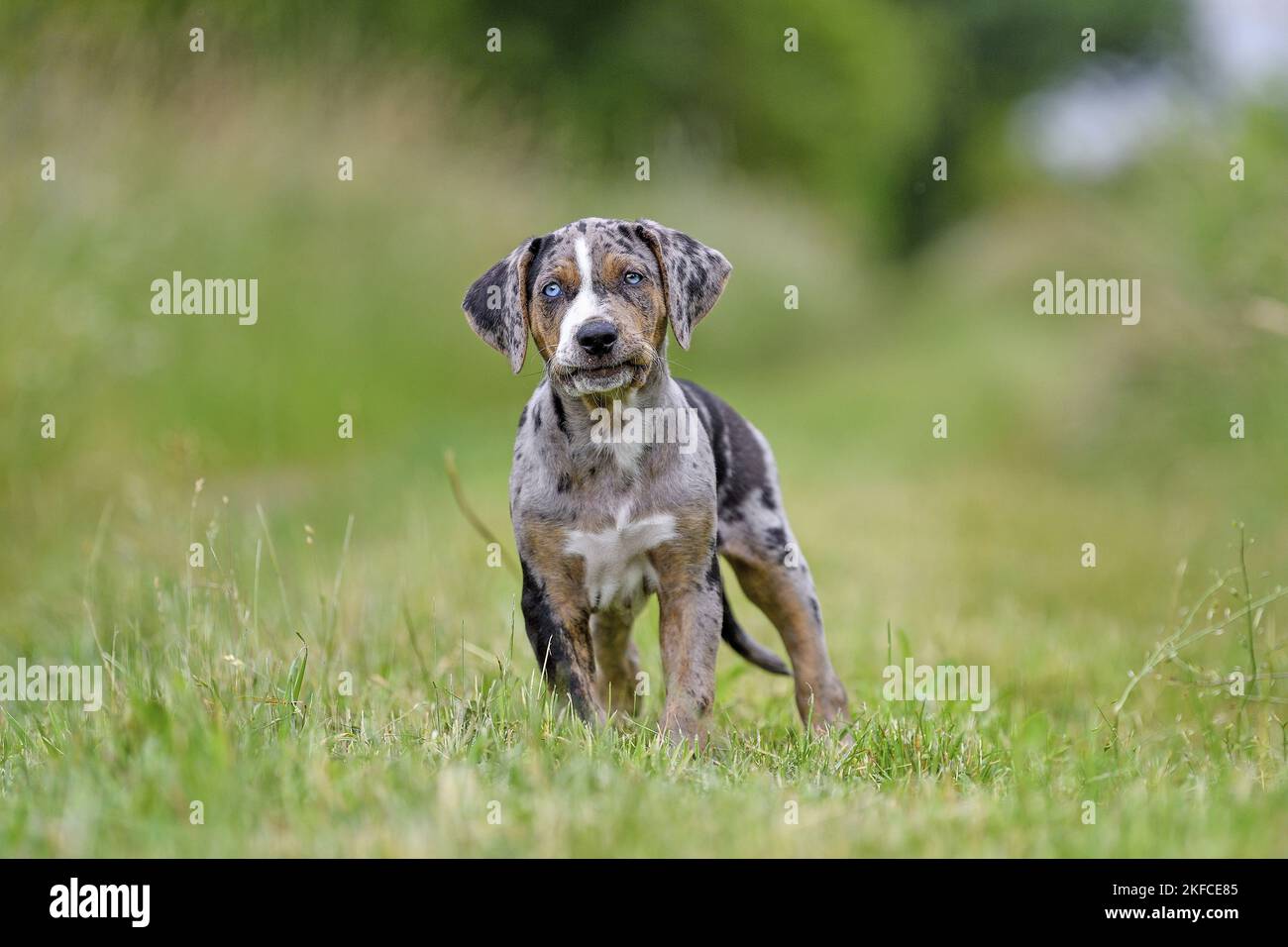 Louisiana Catahoula Leopard Dog Zchter Deutschland