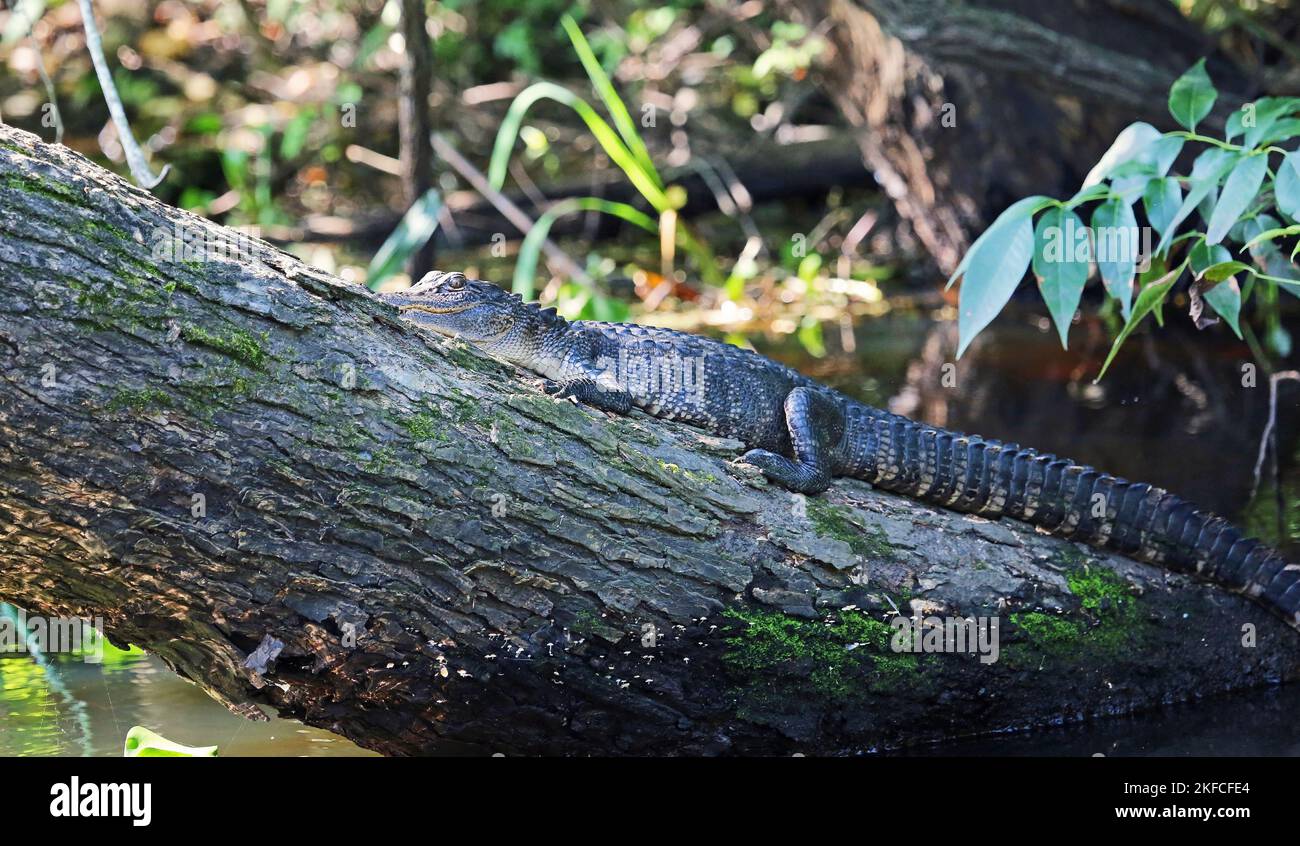 Alligator reposant sur la tige - Floride Banque D'Images