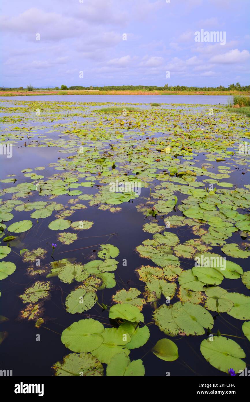 Feuilles de Lotus sur un lac en Thaïlande Banque D'Images