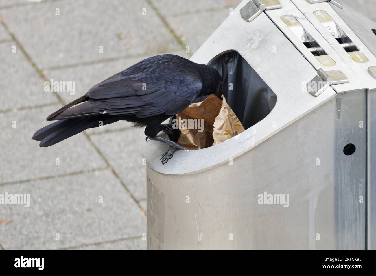 un corbeau est assis sur une poubelle et recherche de la nourriture Banque D'Images