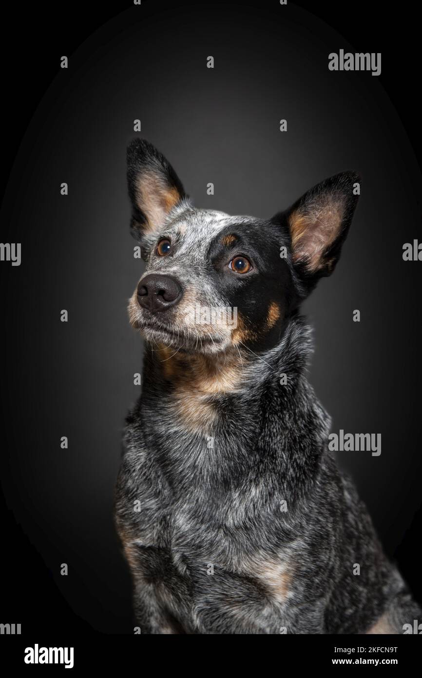 Portrait de chien de boucherie à queue de stumpy australien Banque D'Images