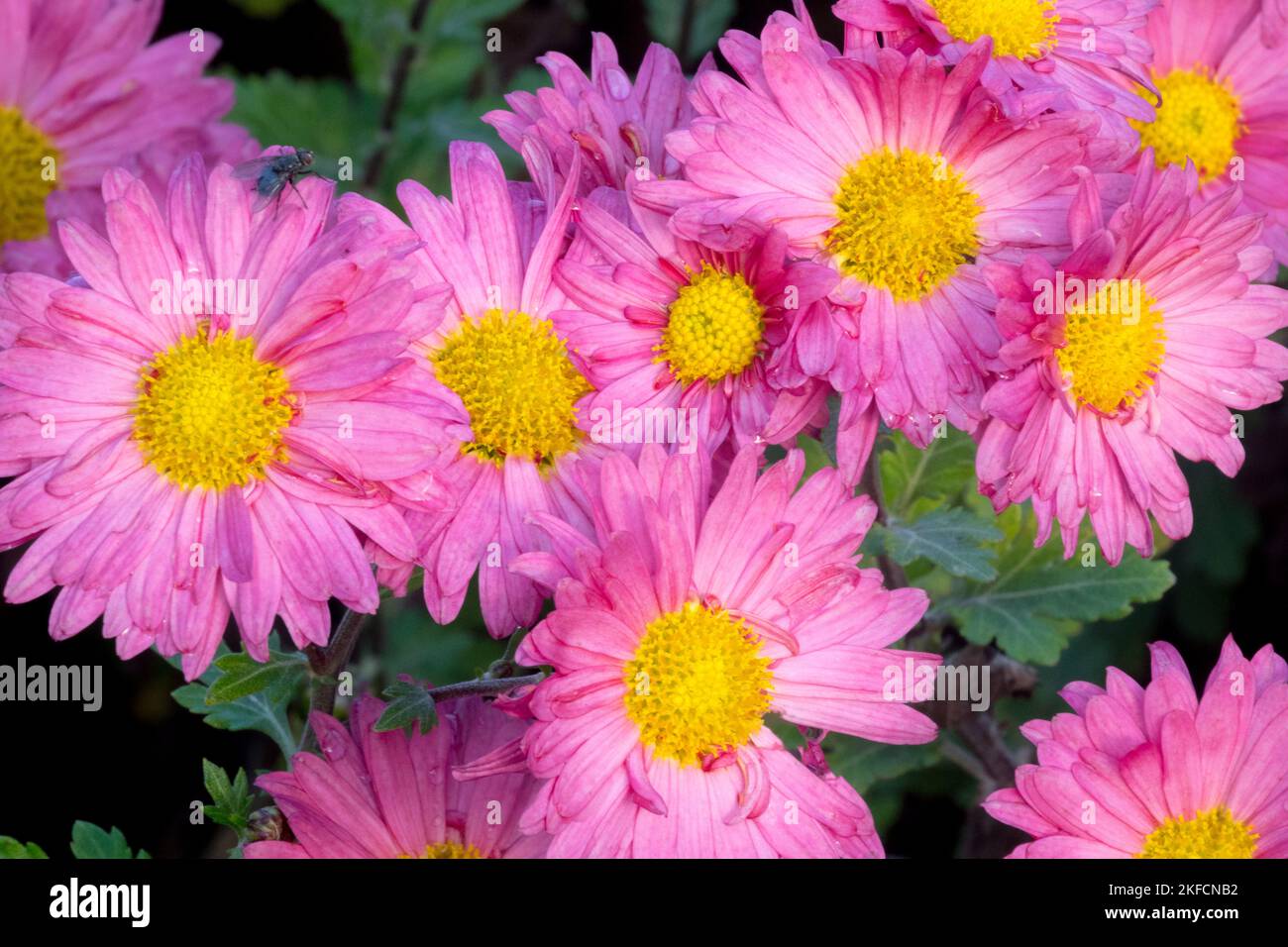 Rose, maman, Chrysanthemum 'Dulwich Pink', Rose, couleur, Chrysanthèmes Banque D'Images