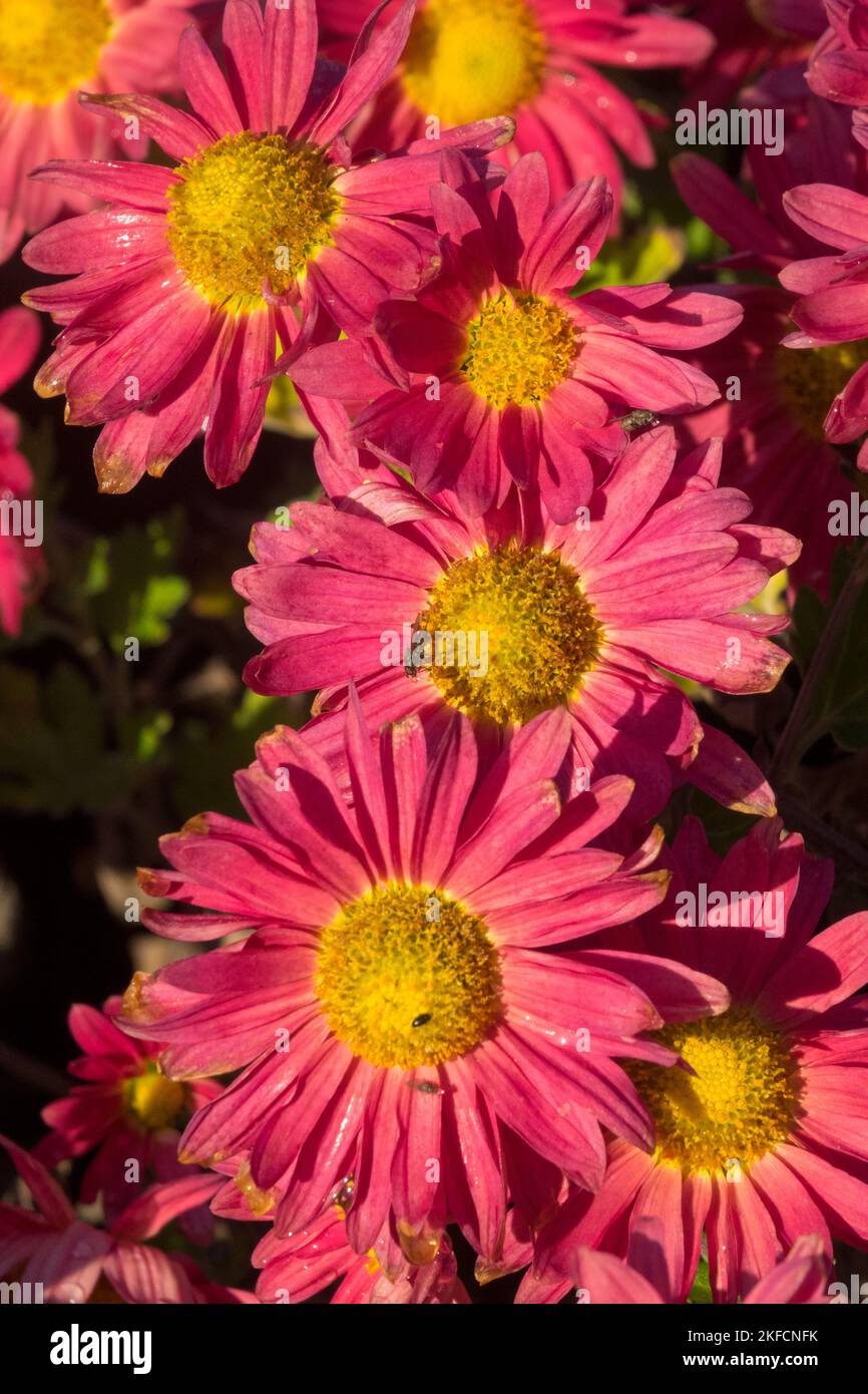 Automne, fleur, rose, rouge, maman, Floraison, Dendranthema, floraison, herbacée, fleurs Chrysanthemum 'Herbstrose' Banque D'Images