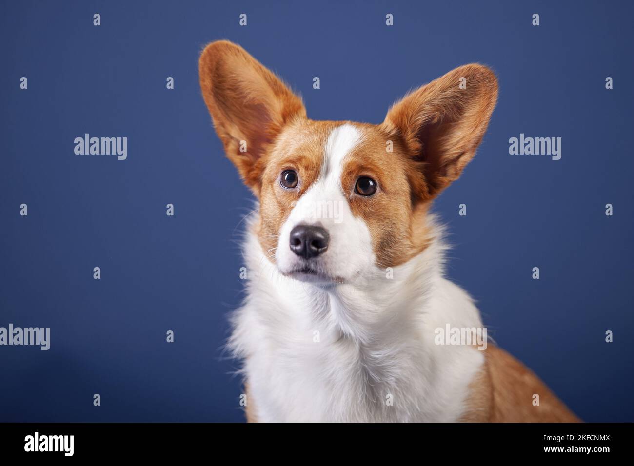 Welsh Corgi Cardigan Portrait Banque D'Images