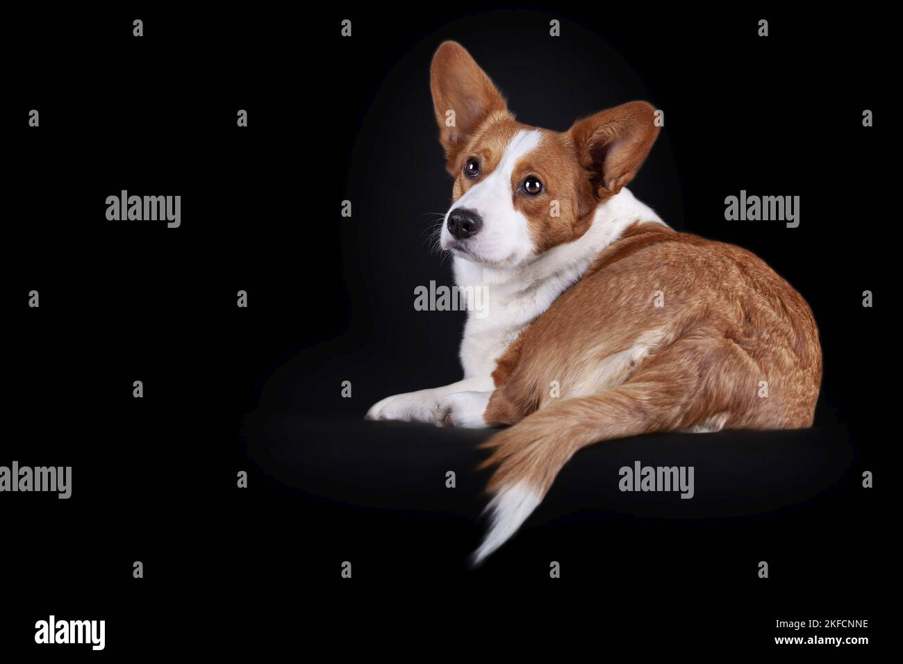 Gilet Corgi gallois couché Banque D'Images