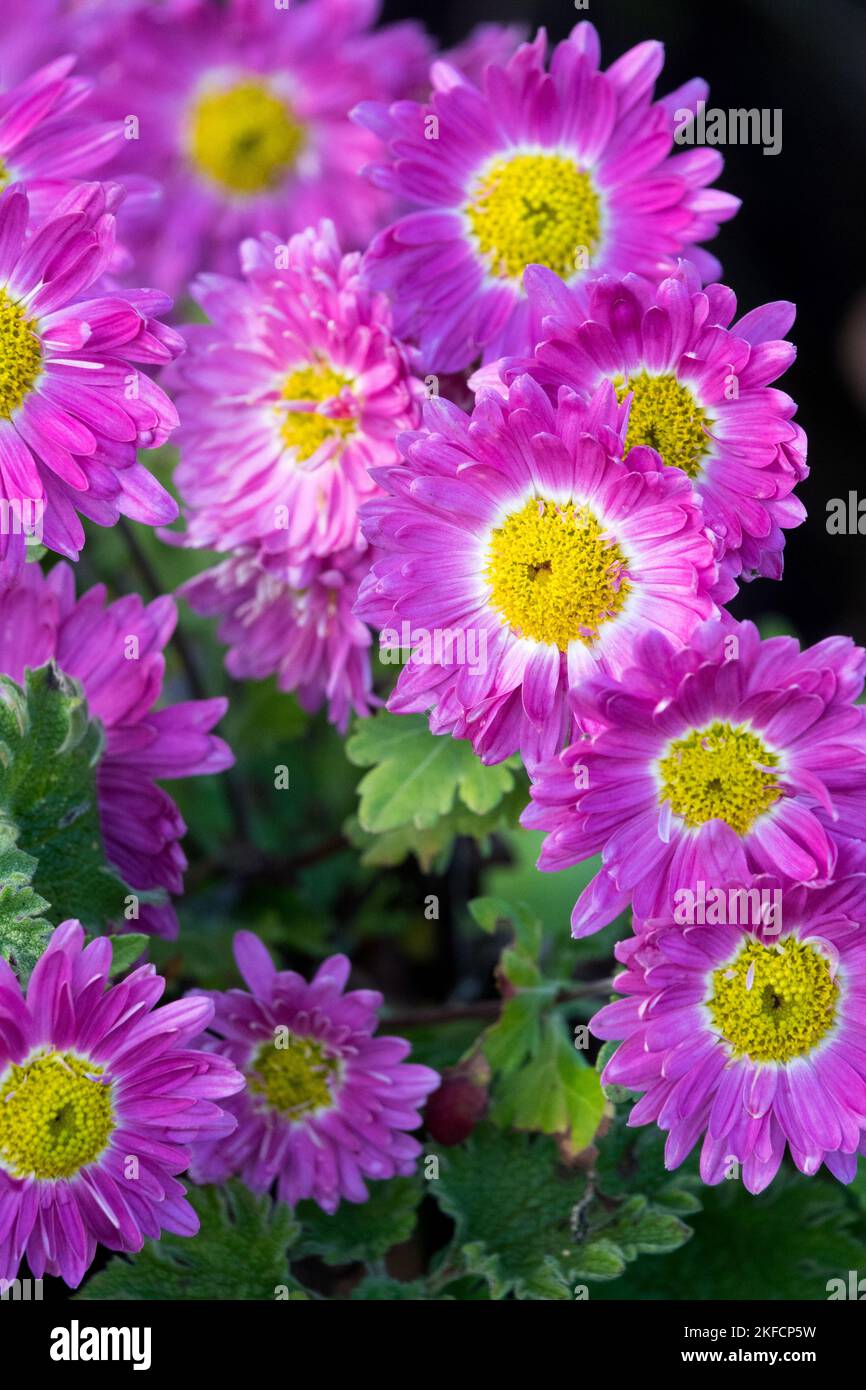Violet, maman, Chrysanthemum, Dendranthema, Centre jaune, Jardin, Mums, automne, plante, fleurs, Chrysanthème 'Corinna' Banque D'Images