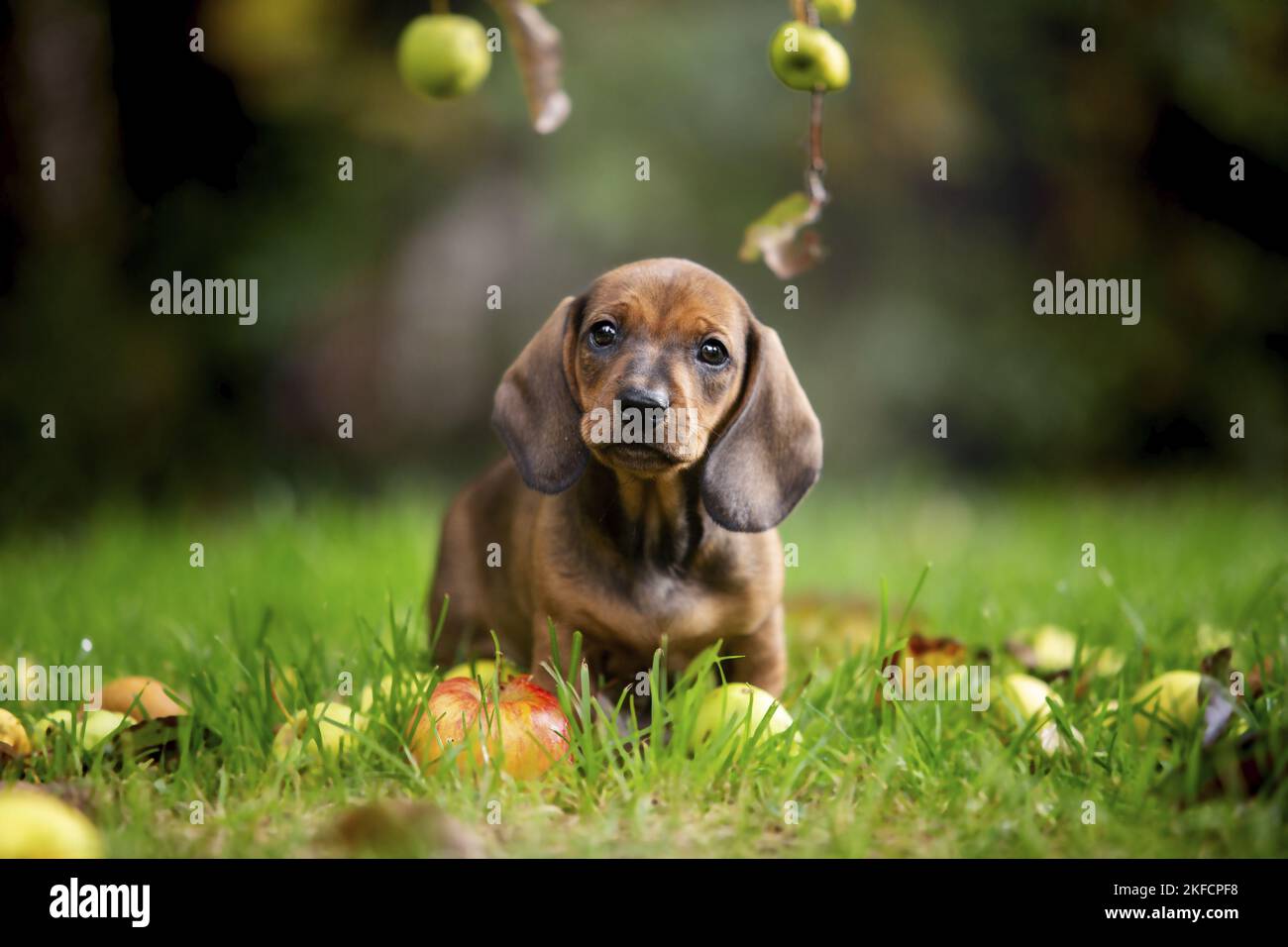 dachshund chiot sous pommier Banque D'Images