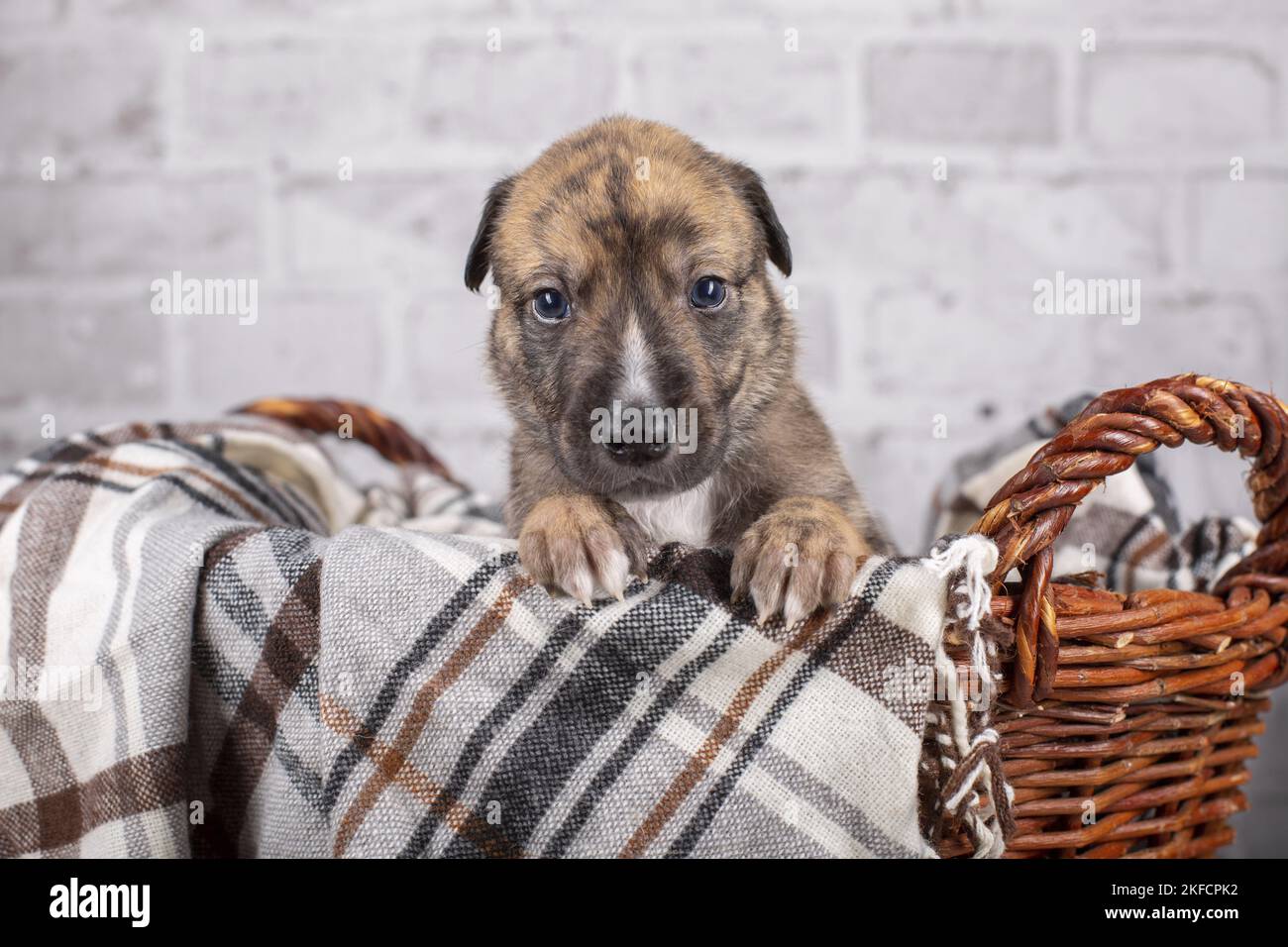 Chiot Greyhound dans le panier Banque D'Images
