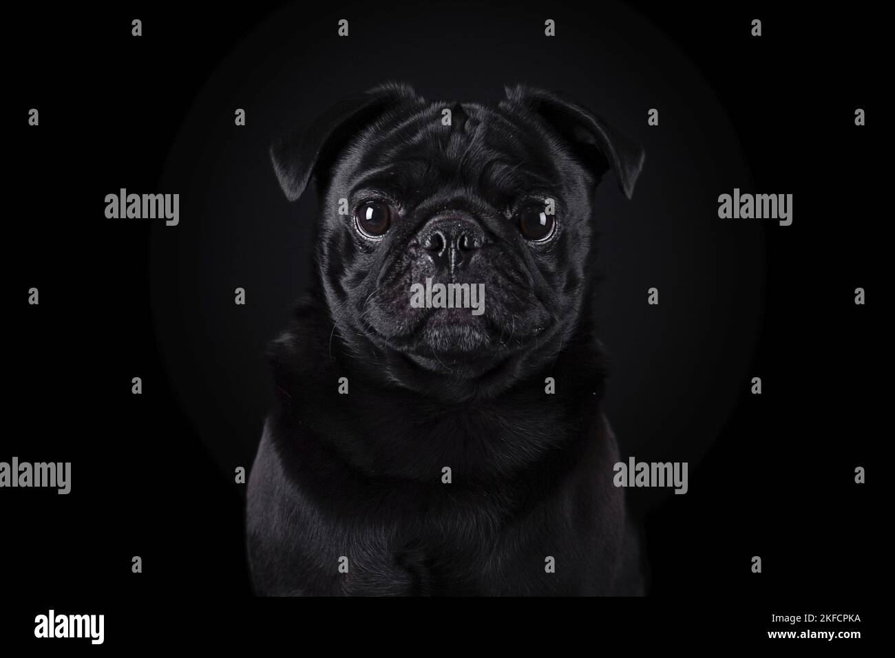 portrait pug devant un arrière-plan noir Banque D'Images