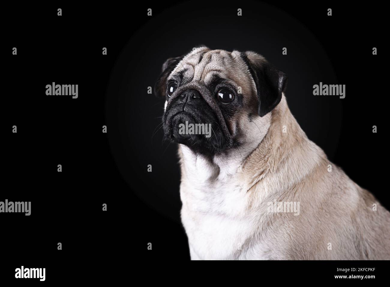 portrait pug devant un arrière-plan noir Banque D'Images