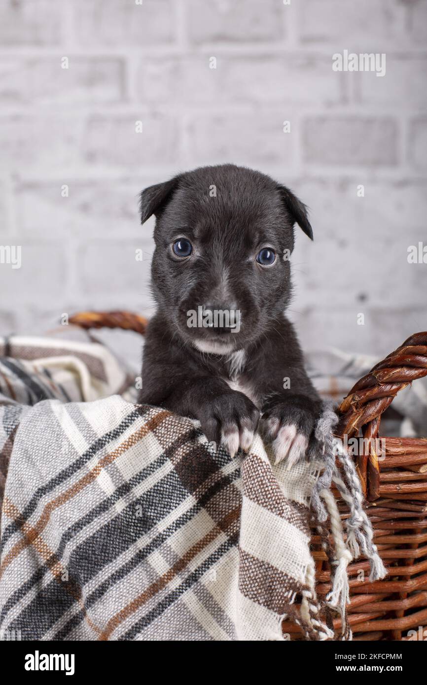 Chiot Greyhound dans le panier Banque D'Images