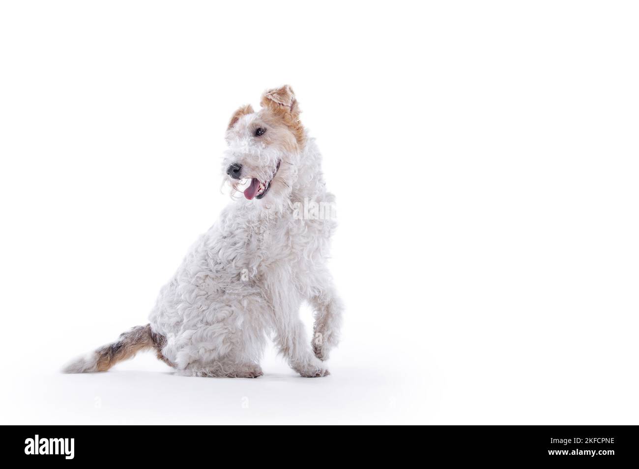 Renard terrier devant un fond blanc Banque D'Images
