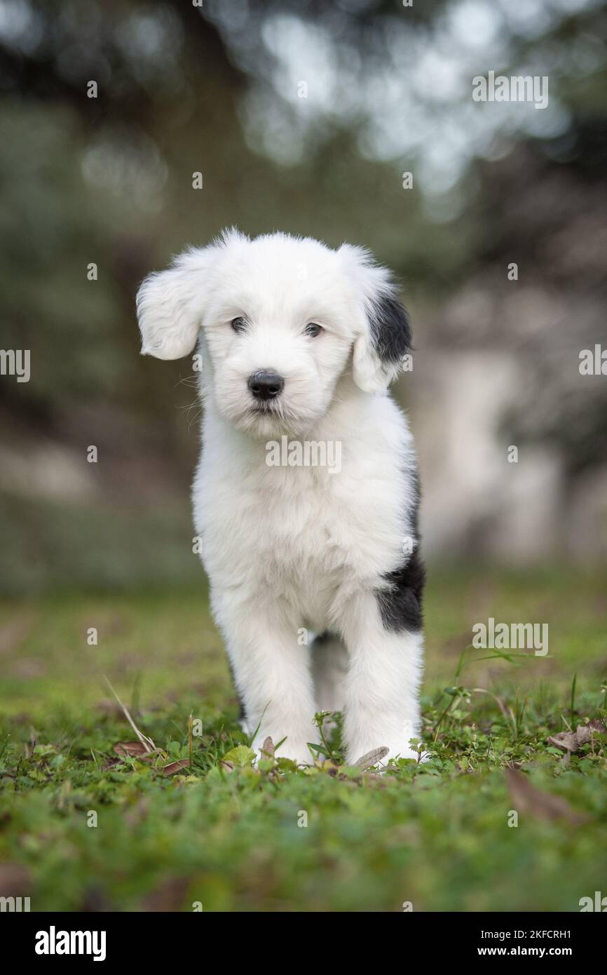 chien de berger anglais debout Banque D'Images