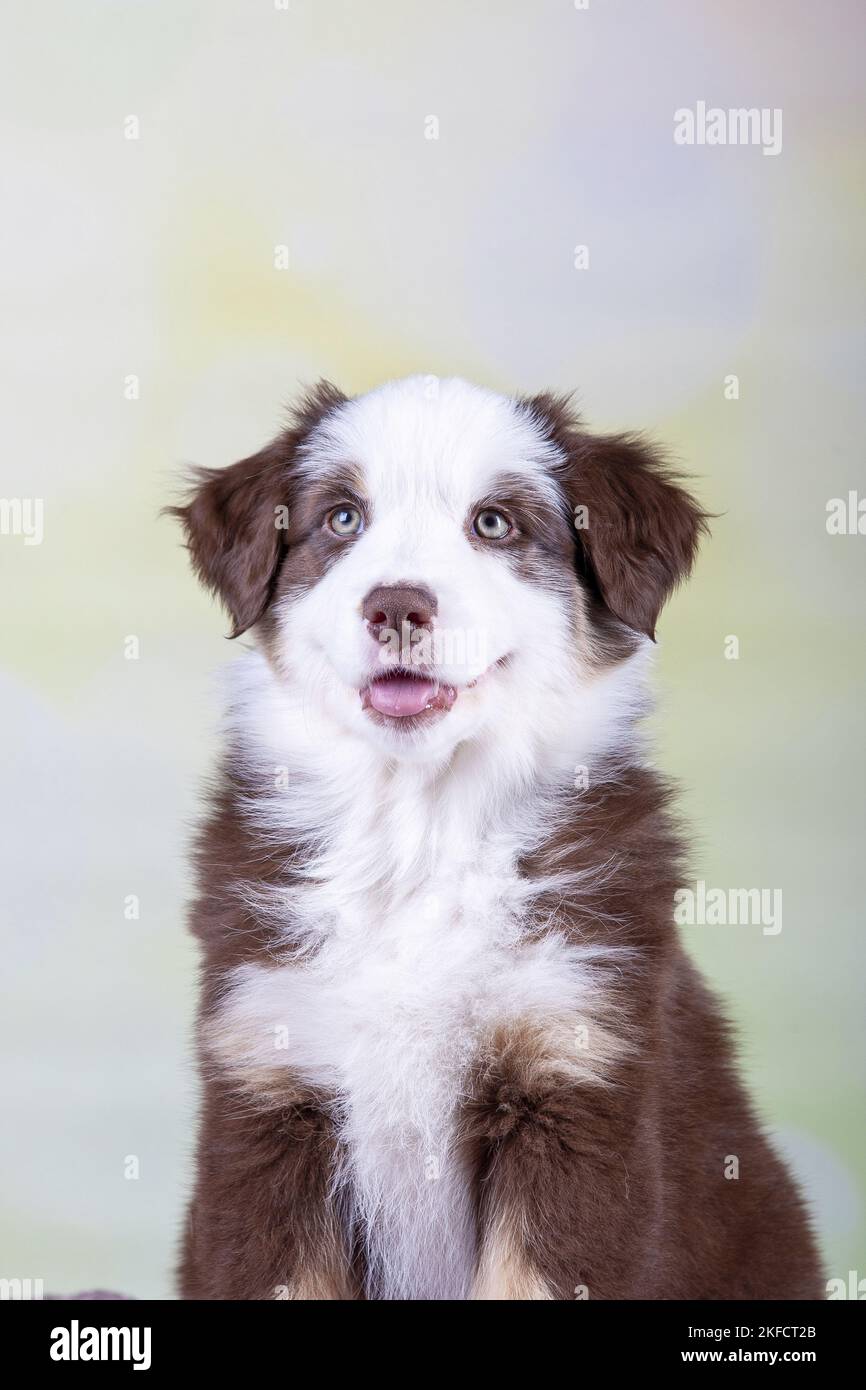 Chiot berger australien Banque D'Images