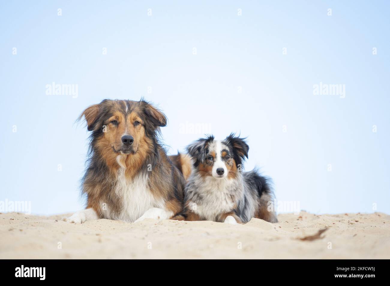 Australian-Shepherd-Mongrel et miniature Australian Shepherd Banque D'Images