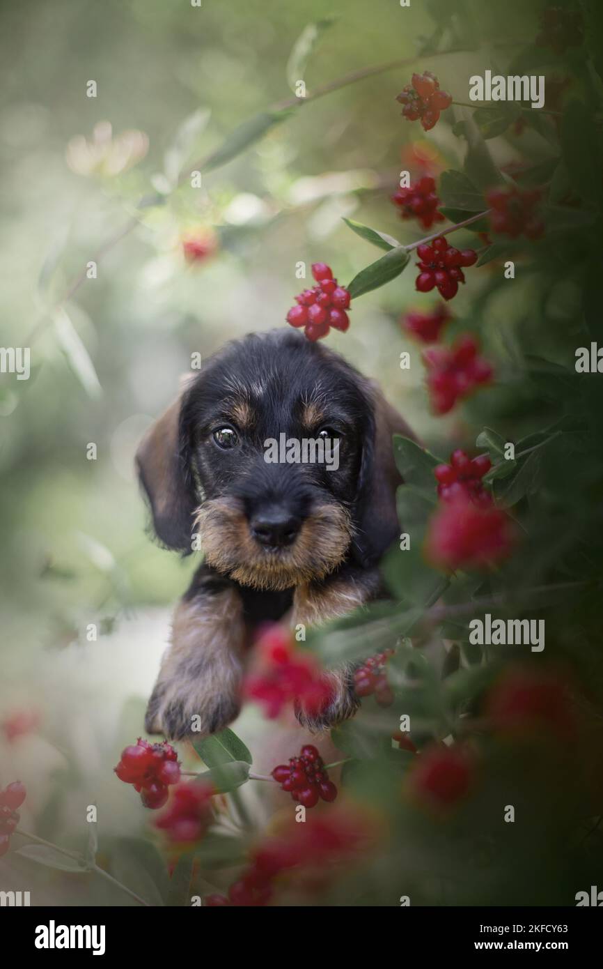 Chiot teckel Banque D'Images