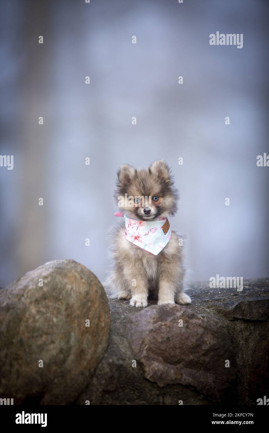 Pomsky Puppy Banque D'Images