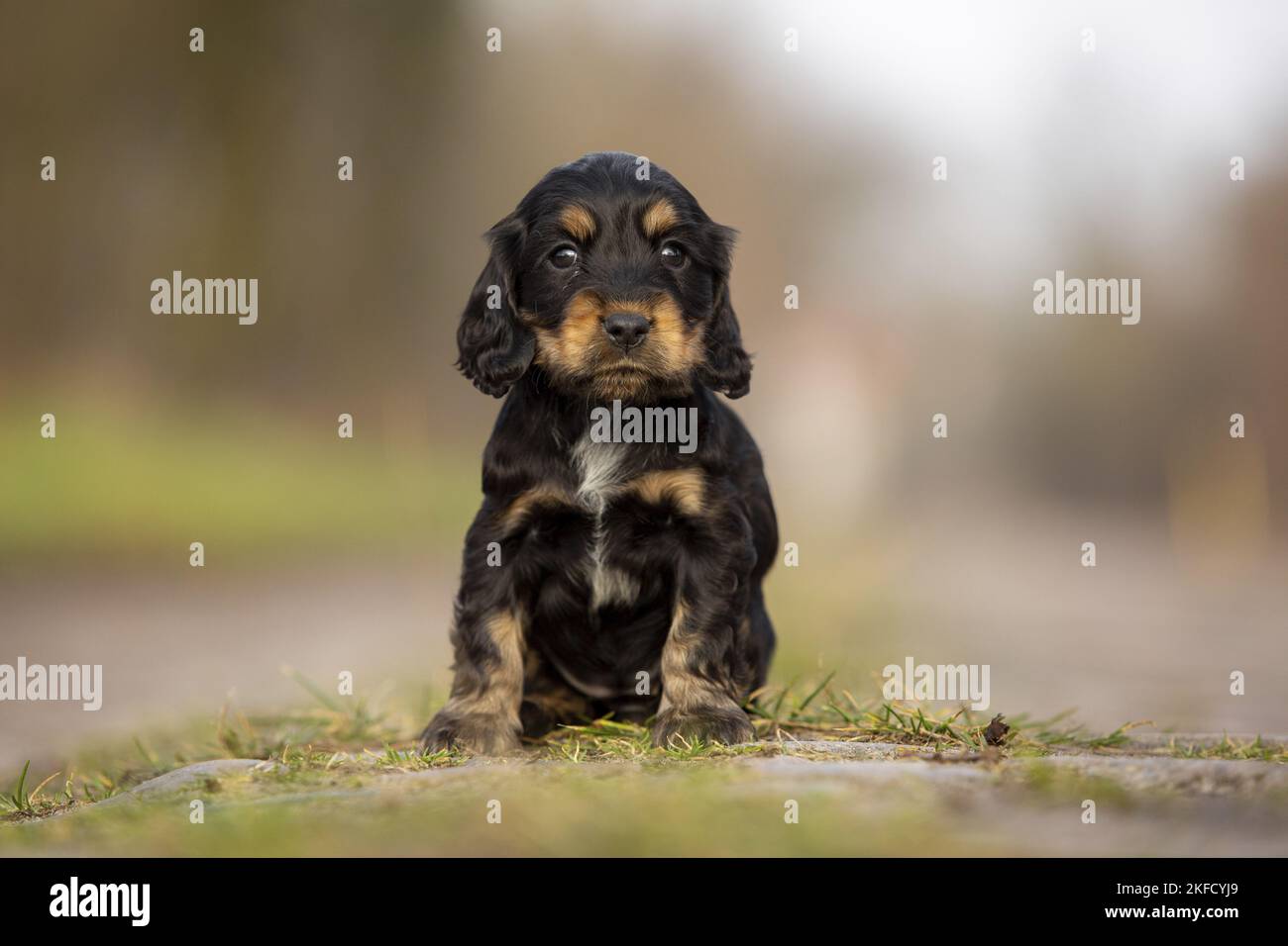 Assis chien de Cocker anglais Banque D'Images
