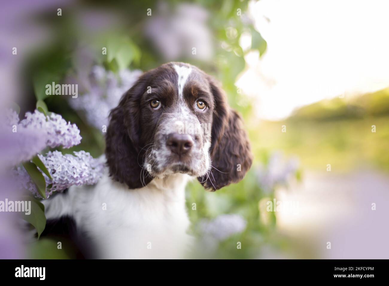 springer spaniel anglais dans le lilas Banque D'Images