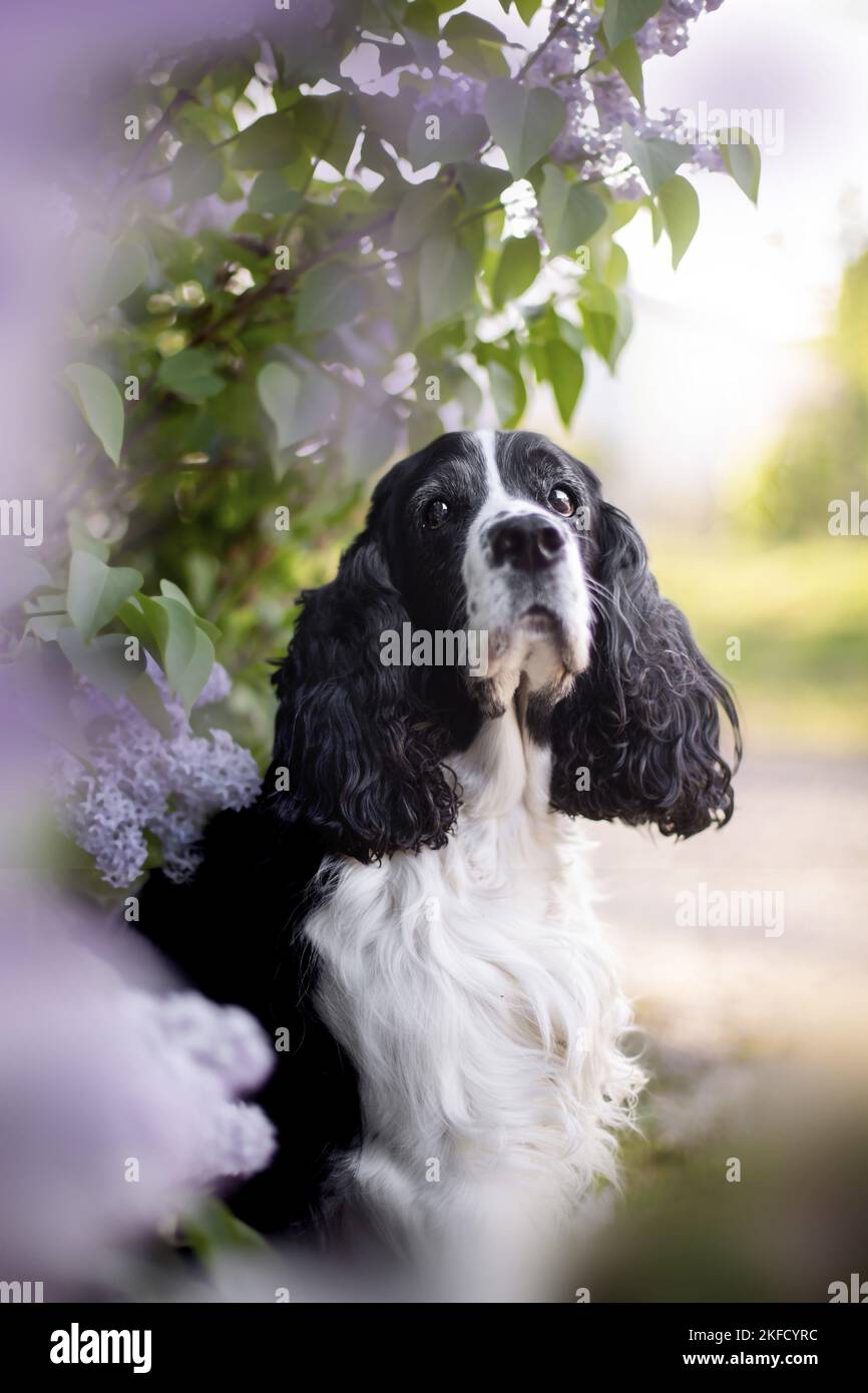 springer spaniel anglais dans le lilas Banque D'Images