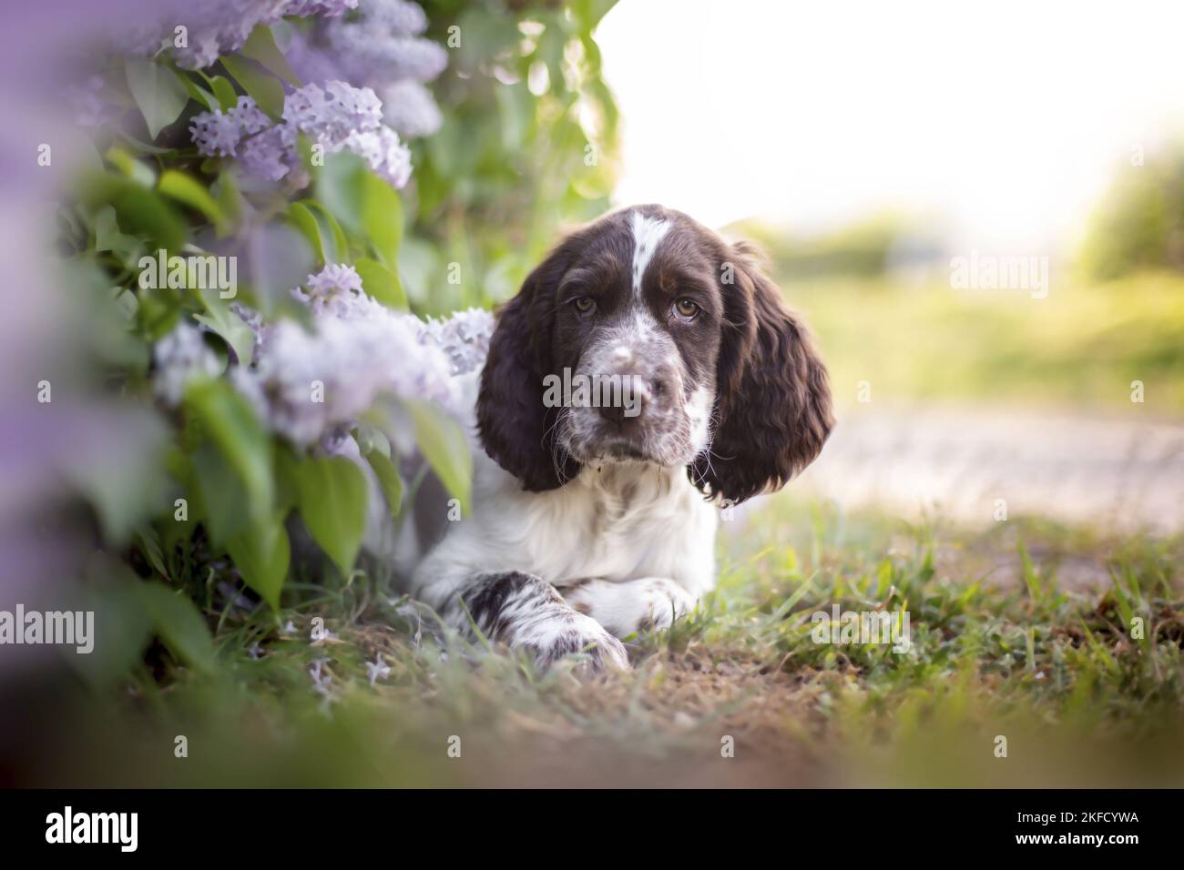 springer spaniel anglais dans le lilas Banque D'Images
