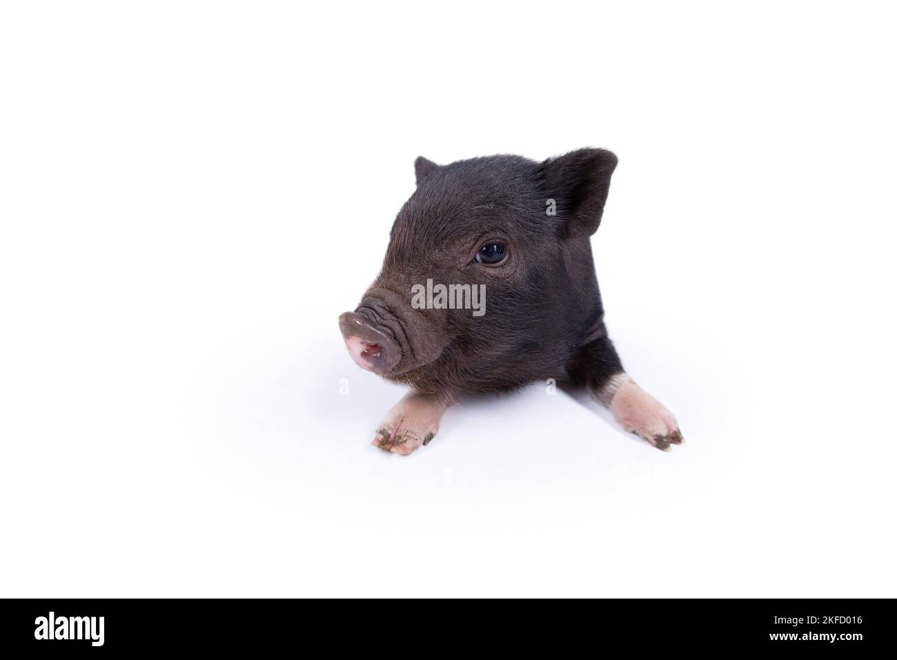 Mini-cochon couché Banque D'Images