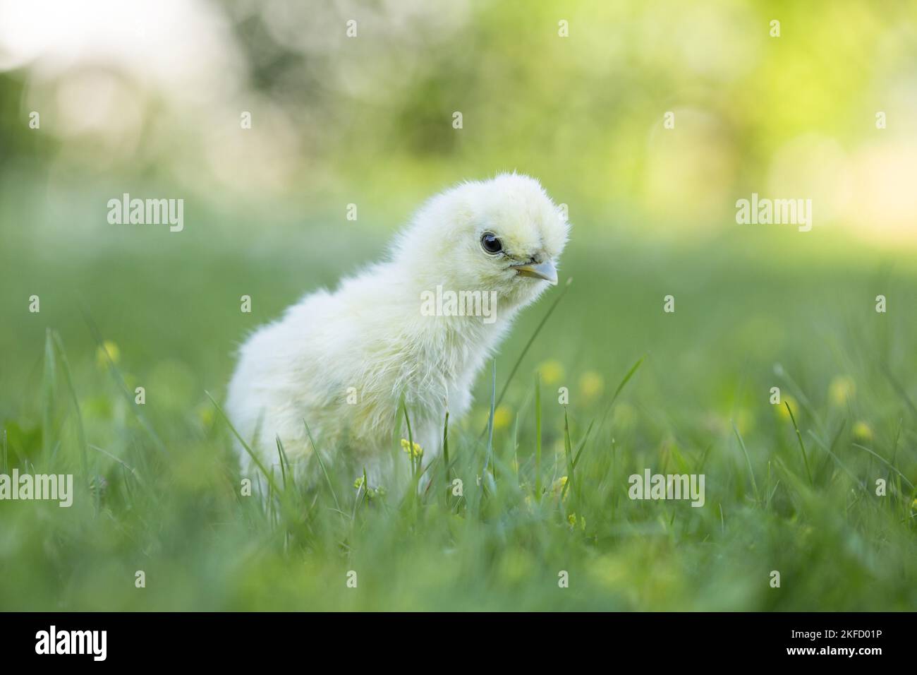 Poussins dans la prairie Banque D'Images