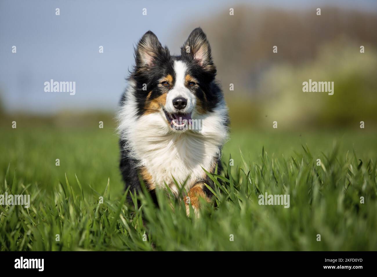 Berger australien sur la prairie Banque D'Images