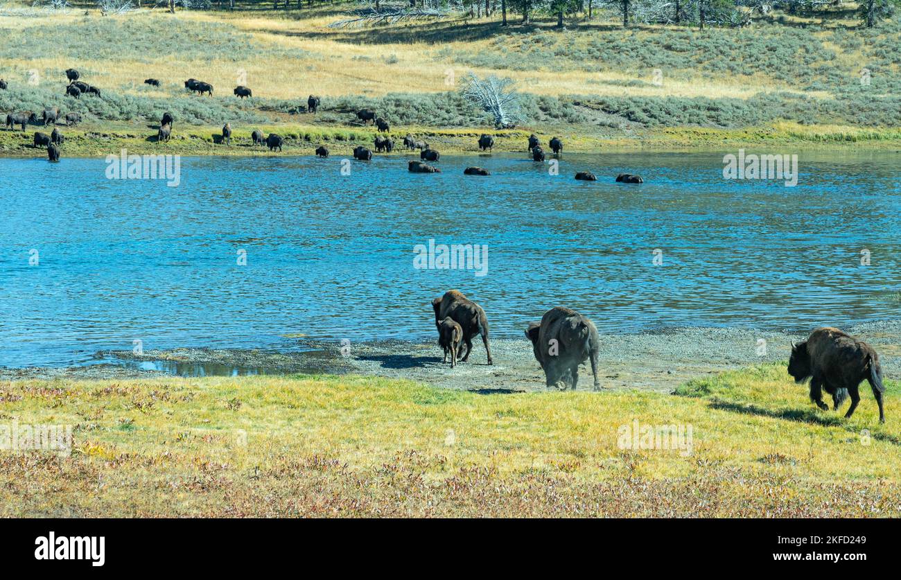 Le troupeau de bisons ou de bisons nagent, se prélasse et marche d'un côté à l'autre de la rivière Yellowstone. Voir une mère avec son bébé au parc national de Yellowstone. Banque D'Images