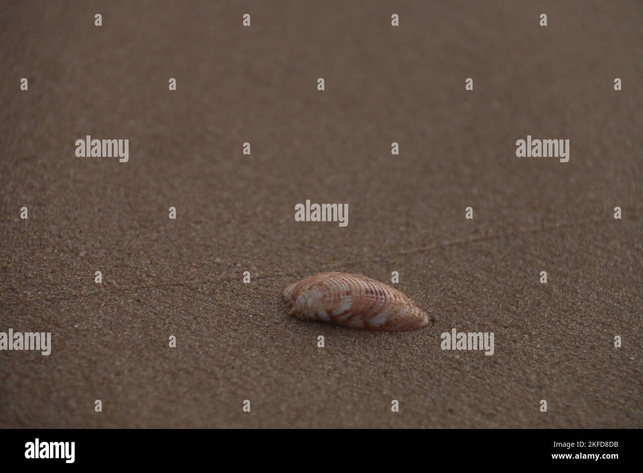 Une coque de mer dans la plage. Banque D'Images