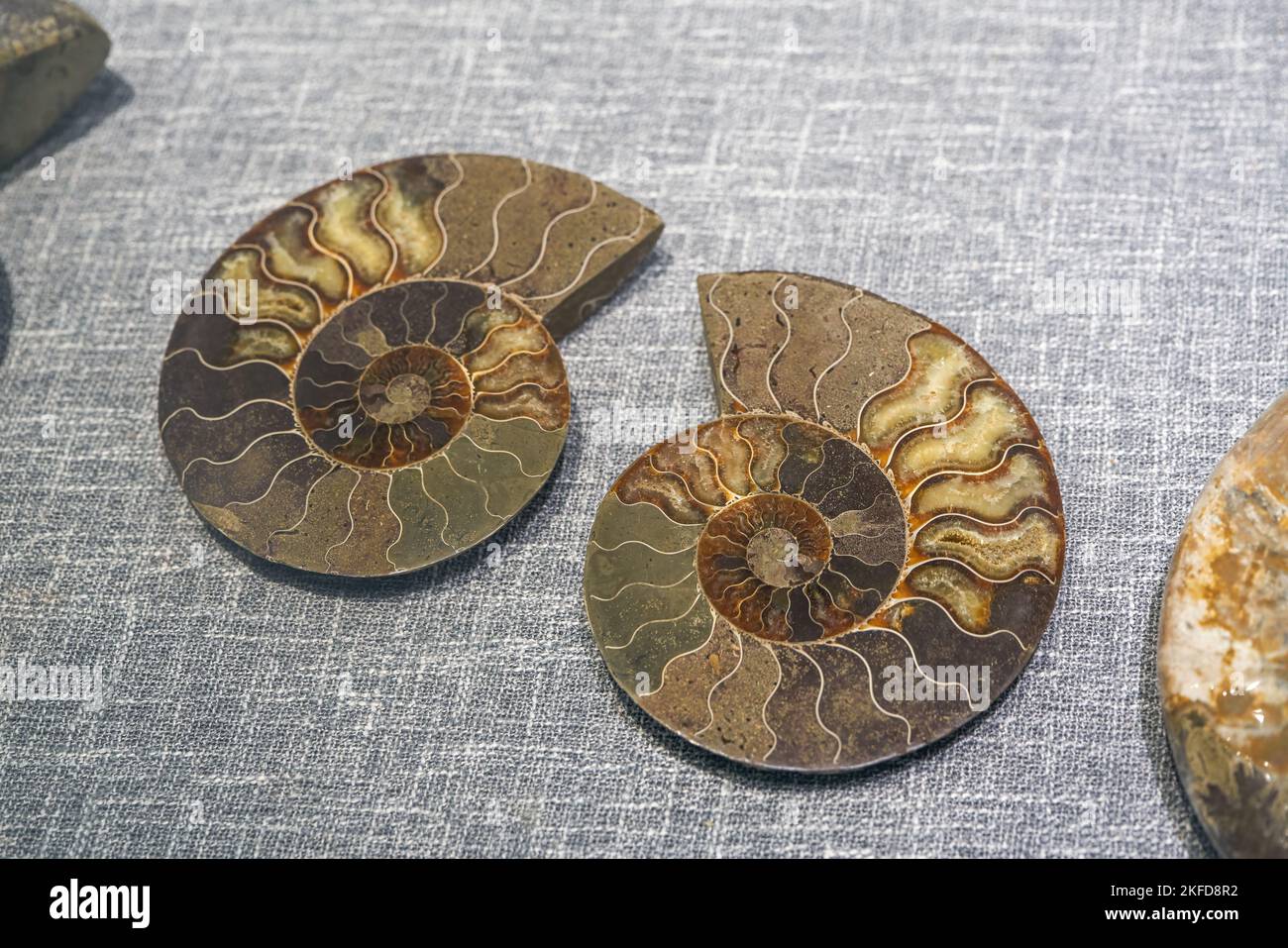 Un gros plan d'une ancienne tranche de fossiles d'ammonites Banque D'Images