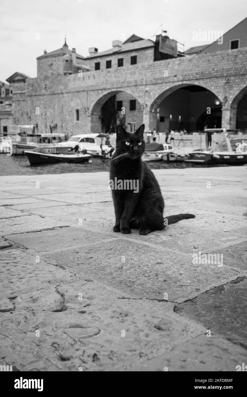 Portrait de chat noir à Dubrovnik, Croatie Banque D'Images