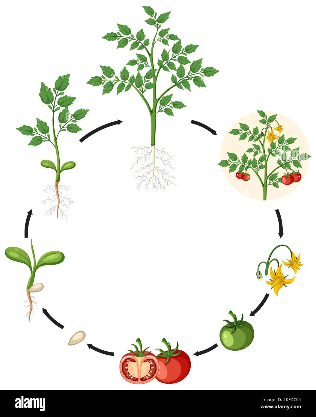 Illustration scientifique du cercle de culture de la tomate Banque D'Images