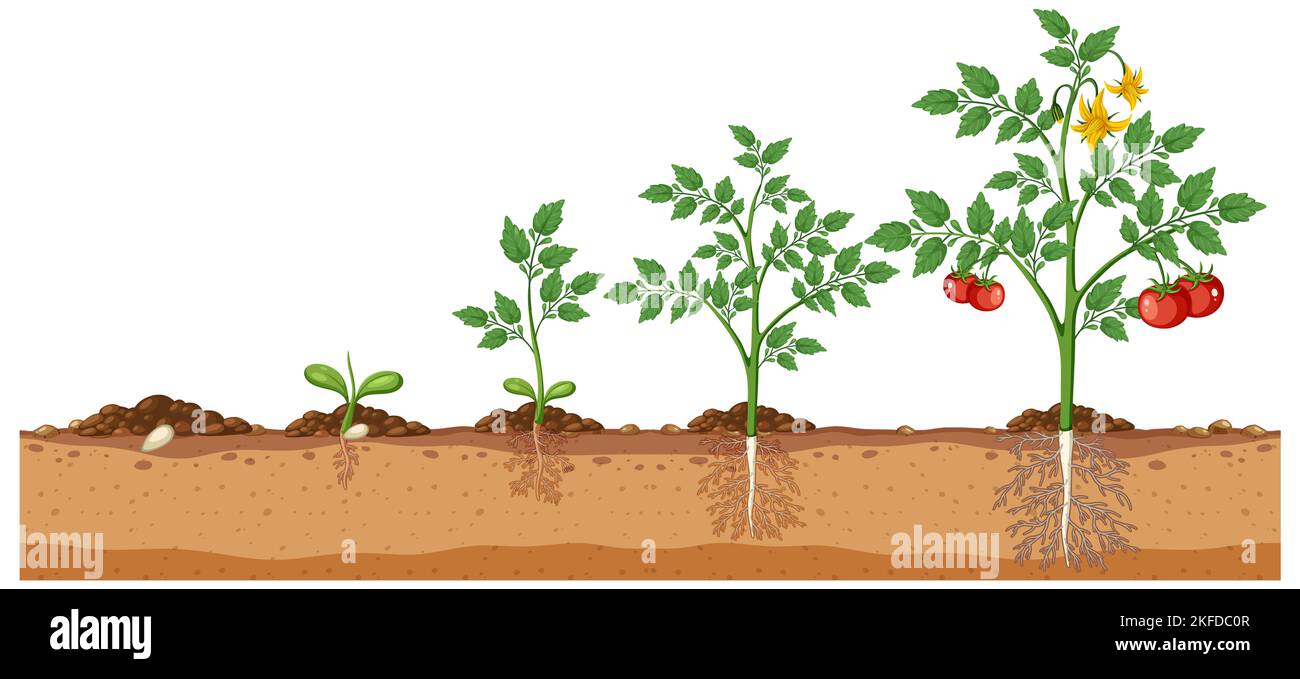 Illustration isolée de la culture d'une plante de tomate Banque D'Images