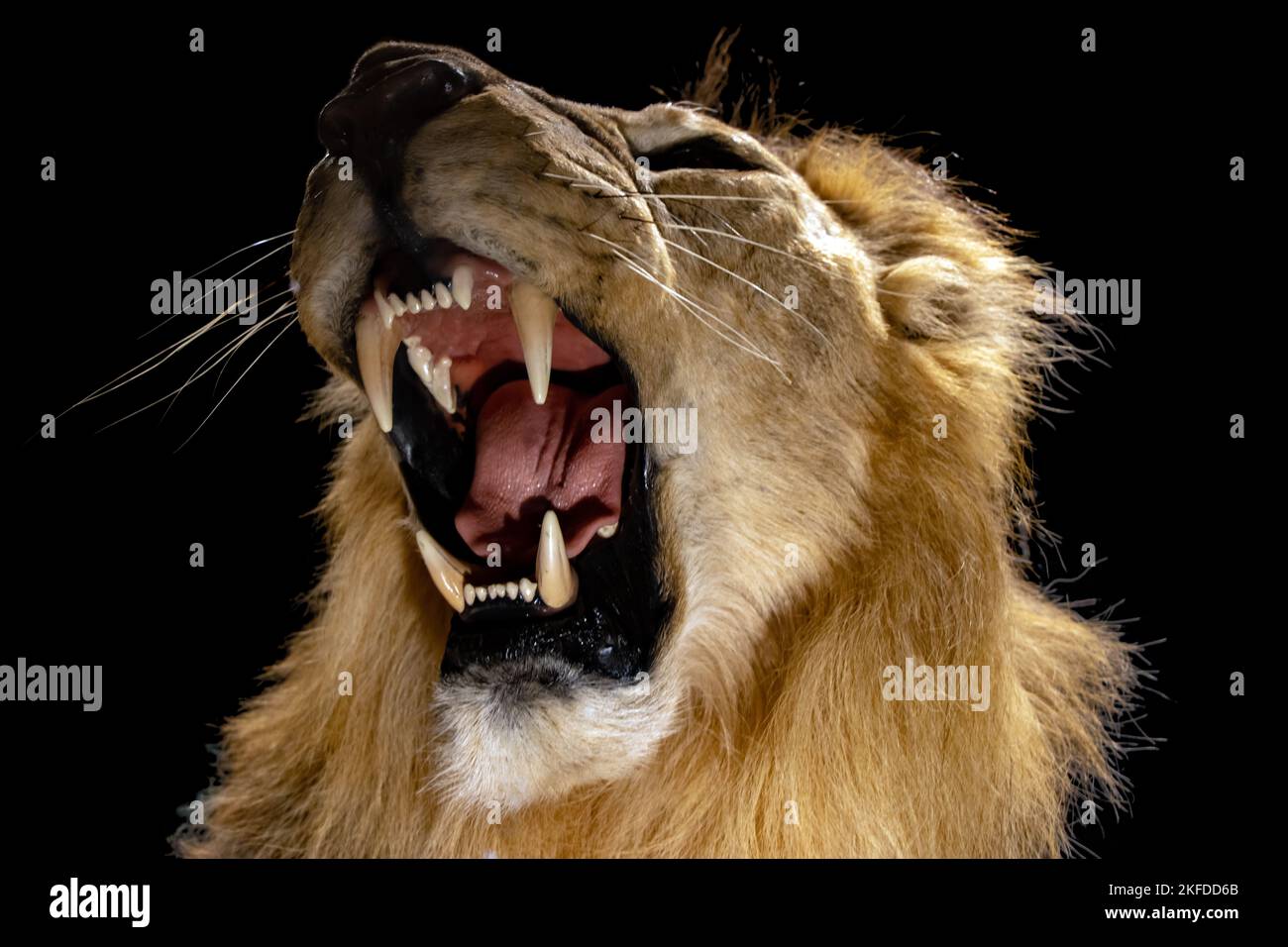Un portrait d'un lion rugissant, sur fond noir Banque D'Images