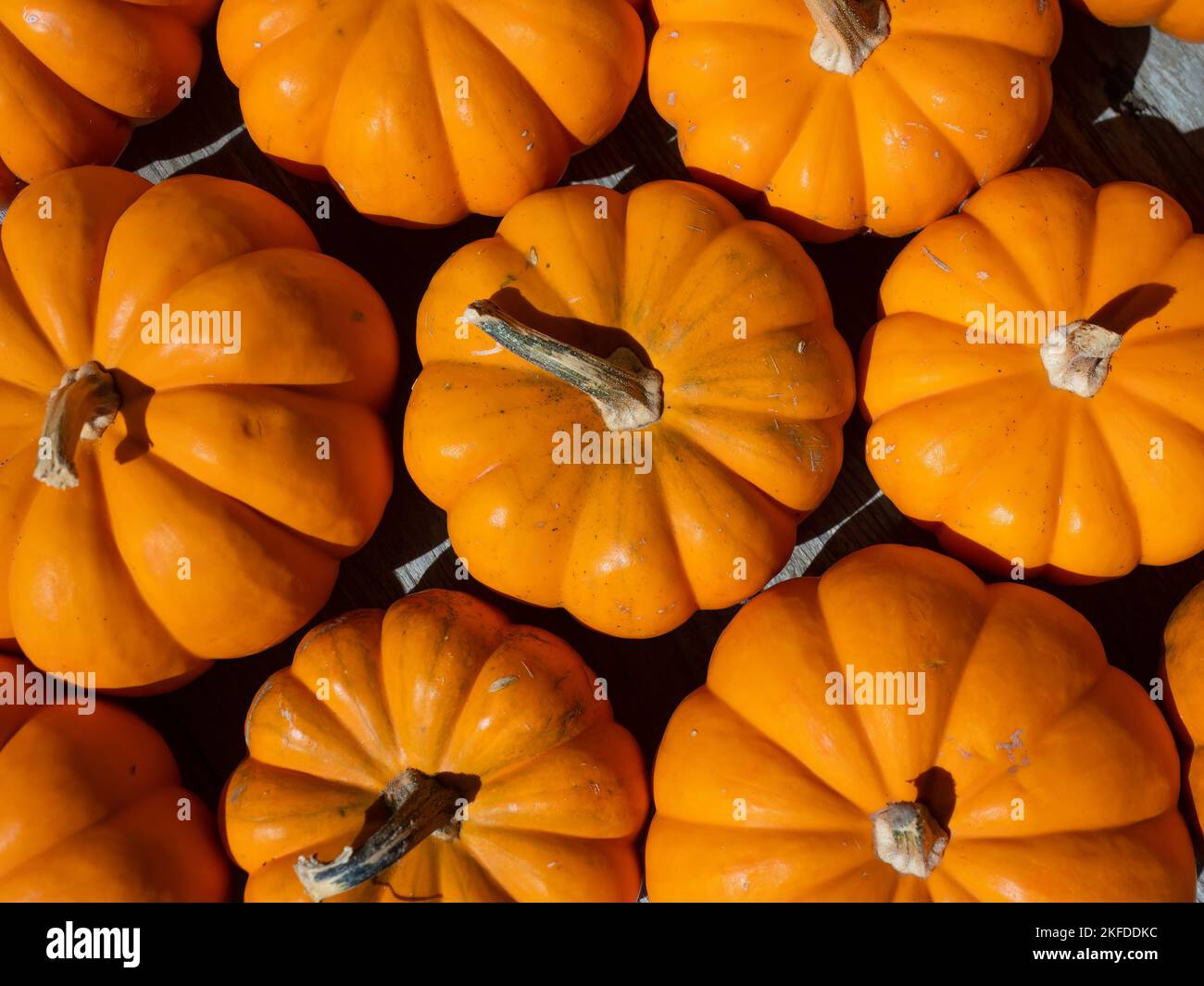 Vue à grand angle de trois rangées de citrouilles miniatures orange vif en plein soleil. Banque D'Images