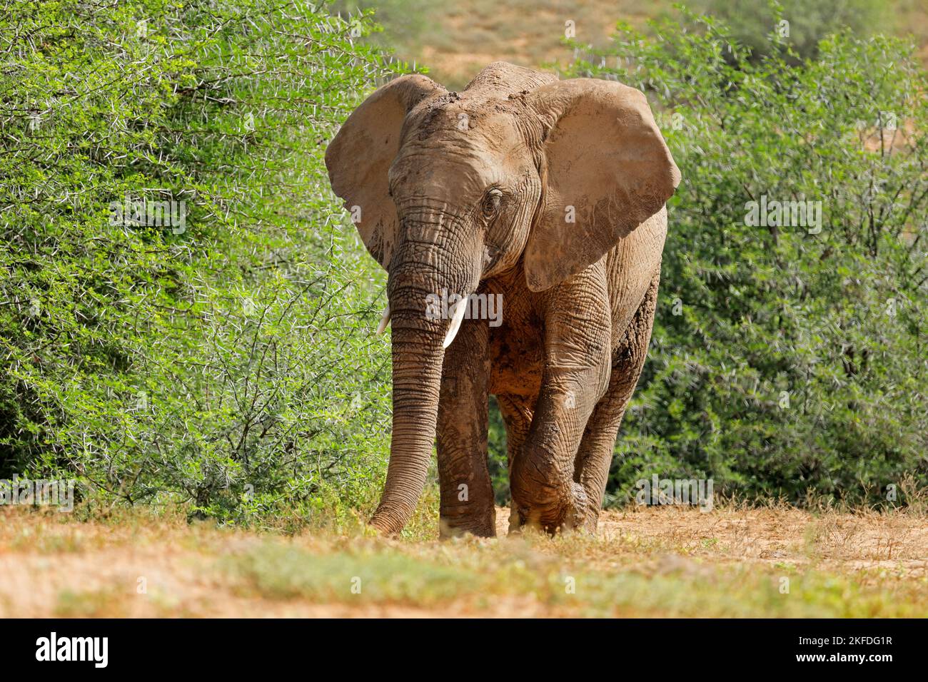 Un grand éléphant d'Afrique (Loxodonta africana) marchant dans son habitat naturel, Parc national de l'éléphant d'Addo, Afrique du Sud Banque D'Images