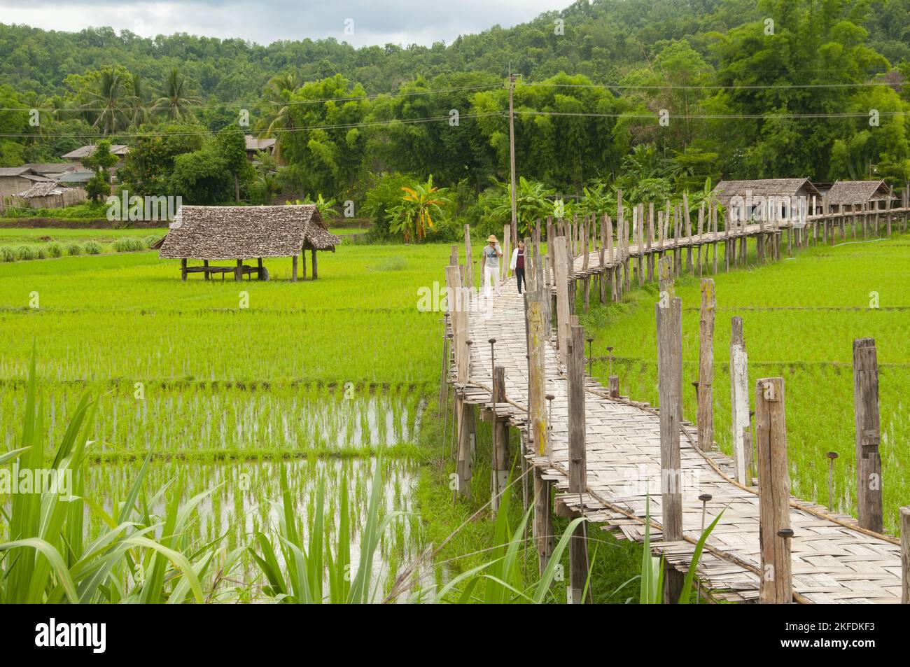 Thaïlande: Riz nouvellement planté dans les champs à côté du pont de bambou de su Tong PAE, Wat Phu Sama, Mae Hong son. Le pont en bambou s'étend sur 500 mètres à travers le ruisseau Mae sa Nga et les ricefields. Le pont permet aux moines d'accéder de Wat Phu Sama au petit village à l'ouest. Banque D'Images