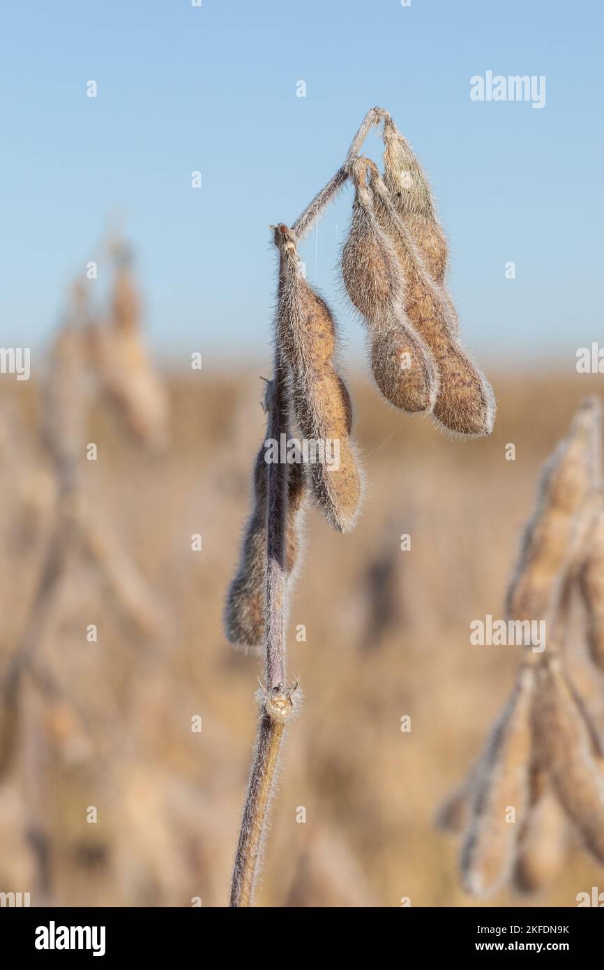 Séchage du soja (Glycine max) en attente de récolte dans le comté de Warren, Illinois Banque D'Images